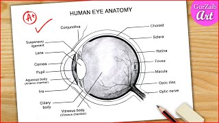 Eye Diagram Easy to Draw  Labelled Diagram of Human Eye Anatomy  Step by step for beginners [upl. by Mackoff]