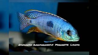 The Exotic Otopharynx Auromarginatus Margrette Likoma [upl. by Airehs960]