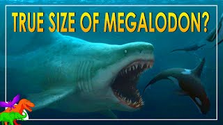 The TRUE sizes of Megalodon – Did they like it cold [upl. by Jamnis]