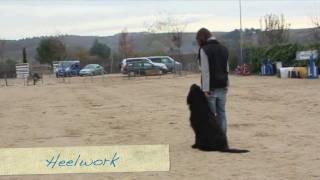 Obedience Training with Elliot the Briard [upl. by Kammerer]