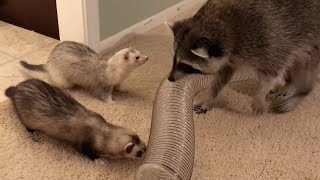 Raccoon and Ferret Playdate [upl. by Alcus]