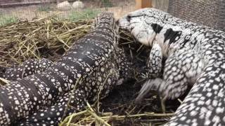 Argentine Tegus Breeding BehaviorREPTICULA FARMS [upl. by Margherita]