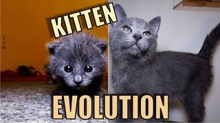 Kitten Evolution  The Gibbyson [upl. by Theda]