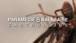 PARAMÉCIE BALNÉAIRE  GASTRULOÏDE  full album  2024 [upl. by Saval]