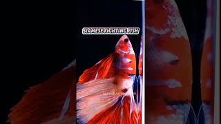 Siamese fighting fish animaldiscoveryhub animals [upl. by Ecnahs]