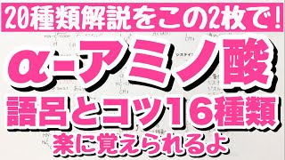 【α  アミノ酸 覚え方のコツと語呂合わせ タンパク質をつくる α  アミノ酸20種類解説 アミノ酸 ゴロ化学 [upl. by Notirb]