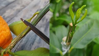 Grafting a Orange branch on Lemon Tree by Cleft grafting  Grafting Citrus Trees  Grafting Plants [upl. by Atis289]