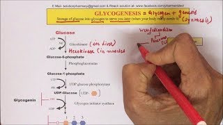 Glycogenesis  Glycogen Synthesis Pathway Part02  Synthesis of Glycogen  ग्लाइकोजन कैसे बनता है [upl. by Bridge]