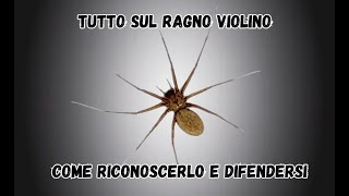 Tutto sul ragno violino Scopri come riconoscerlo e difenderti subito [upl. by Enrobialc]