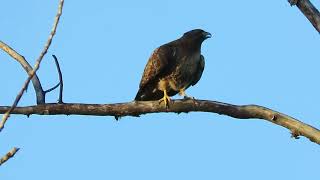 2024 O RedTailed Hawk Renton Wa 8193160 [upl. by Brendon862]