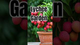 Lychee gardening new technic lychee healthyfruit nature fruitlover shorts viralvideo trending [upl. by Nerta]