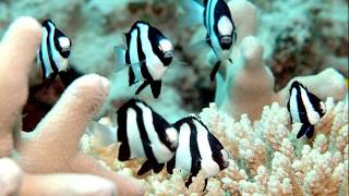 Facts The Three Stripe Damselfish Humbug Dascyllus [upl. by Hospers]