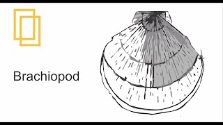 Brachiopod Drawing for Matric  Fsc Bsc Biology Practical Note Book  Drawing for Science Students [upl. by Lazor]