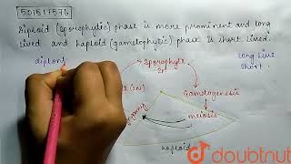 Diploid  sporophytic  phase is more prominent and long lived and haploid  gametophytic  phas [upl. by Layap59]