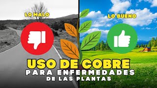 🚫NO deberías usar cobre para tus plantas enfermas🌿🤠Sin antes ver este video👀 [upl. by Kristen]