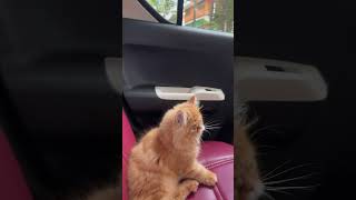 Cats day out  Cat Travelling  travelvlog 🌴 travel trend viral cat petsvlog [upl. by Anitnoc]