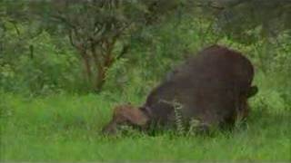 Lion and buffalo 22hr ordeal [upl. by Malissia]