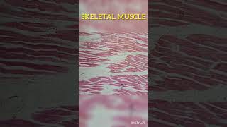 Skeletal muscle under microscope Histology slide show [upl. by Aihsit]