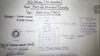 RNA Virus TMV Virus  Tobacco Mosaic Virus  BSc Botany Notes  Gauhati University [upl. by Merwyn]