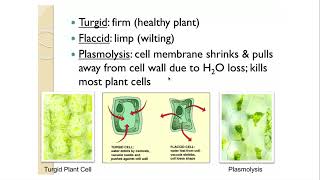 AP Bio 28 Tonicity and Osmoregulation Dr Joseph [upl. by Anerb650]