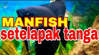 Ikan Manfish kesayangan melihara dari bibit sekarang hampir setelapak tangan [upl. by Dorothee]