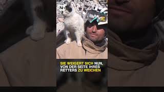 Viele Tage nach dem Erdbeben in der Türkei wurde eine Katze aus den Trümmern gerettet shorts [upl. by See]