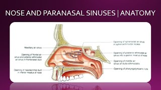 NOSE AND PARANASAL SINUSES  ANATOMY  SIMPLIFIED [upl. by Ibed]