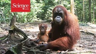 Orangutans are the only great apes—besides humans—to ‘talk’ about the past [upl. by Gignac807]