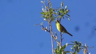 Yellowbellied Warbler [upl. by Tate]