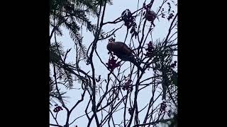 Pine Grosbeaks [upl. by Yrahca]