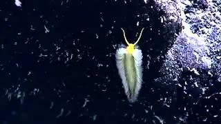 NOAA Ocean Explorer in Hawaii Johnston Atoll Abyssal Ridge latest part 27 [upl. by Etnovahs817]