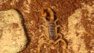 Hadrurus Arizonensis Caresheet Video [upl. by Yenaffit]