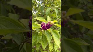 Beauty Berry Fall Bush beautyberry asmr viral shorts fallplant [upl. by Staffan]