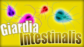 GIARDIOSIS ❗❗ Giardia lamblia Ciclo biológico síntomas diagnóstico y tratamiento  Parasitología [upl. by Leahpar]