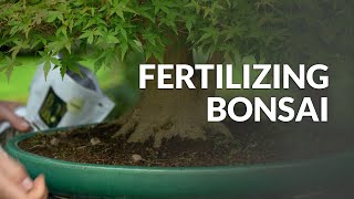 How to Fertilize a Bonsai tree [upl. by Reo]