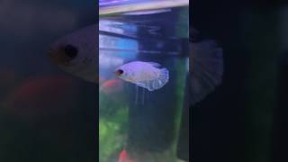 Mera white female betta bohut bora hogya🤍🐠femalebetta aquarium fishing [upl. by Kiryt]