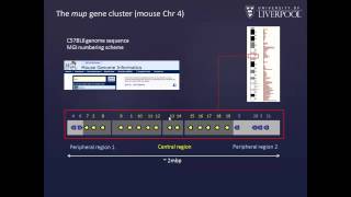 Quantification of protein isoforms by QconCAT technology by Rob Beynon [upl. by Tiras]