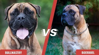 Bullmastiff VS Boerboel  Breed Differences amp Similarities [upl. by Atalie]