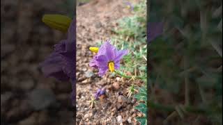 Solanum virginianum Solanaceae family nature trending garden forest gardeningforestsflower [upl. by Ninehc]