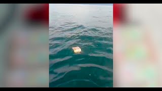 Guardacostas encuentran 10 kilos de cocaína flotando en el mar [upl. by Anamor975]