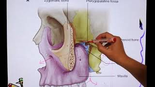 pterygopalatine fossa anatomy for dental students [upl. by Nimzay]