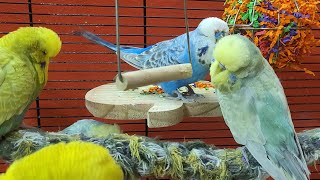 budgie parakeet sounds for lonely birds to make them happy [upl. by Eniotna]