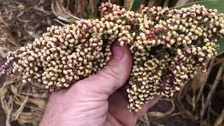 Forage Sorghum Silage 2020 [upl. by Enerehs]