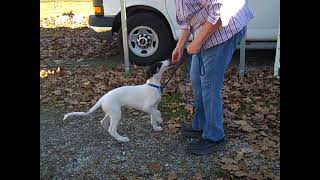 Scent Work 10 wk old Borzoi puppy Treasure [upl. by Aehsat253]