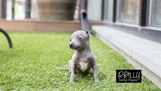 Amazing Italian GreyHound Betty  Rolly Teacup Puppies [upl. by Durrett260]