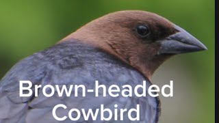 Brownheaded Cowbird Alarming💥 [upl. by Veda]