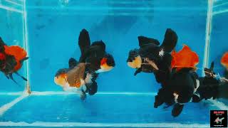 Jambo size tri colour orenda Goldfish [upl. by Estele]