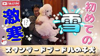 初めての雪を見るスタンダードプードルの子犬ルナ Standard Poodle puppy seeing snow for the first time [upl. by Euqinwahs]