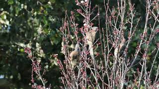 White Backed Mousebird [upl. by Ikceb]