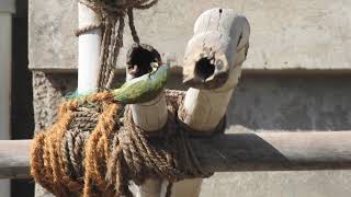 Coppersmith Barbet  Beautiful Bird Coppersmith Barbet [upl. by Omarr]